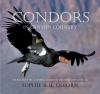 Condors_in_canyon_country