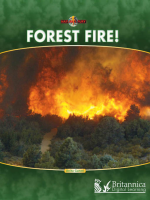 Forest_Fire_